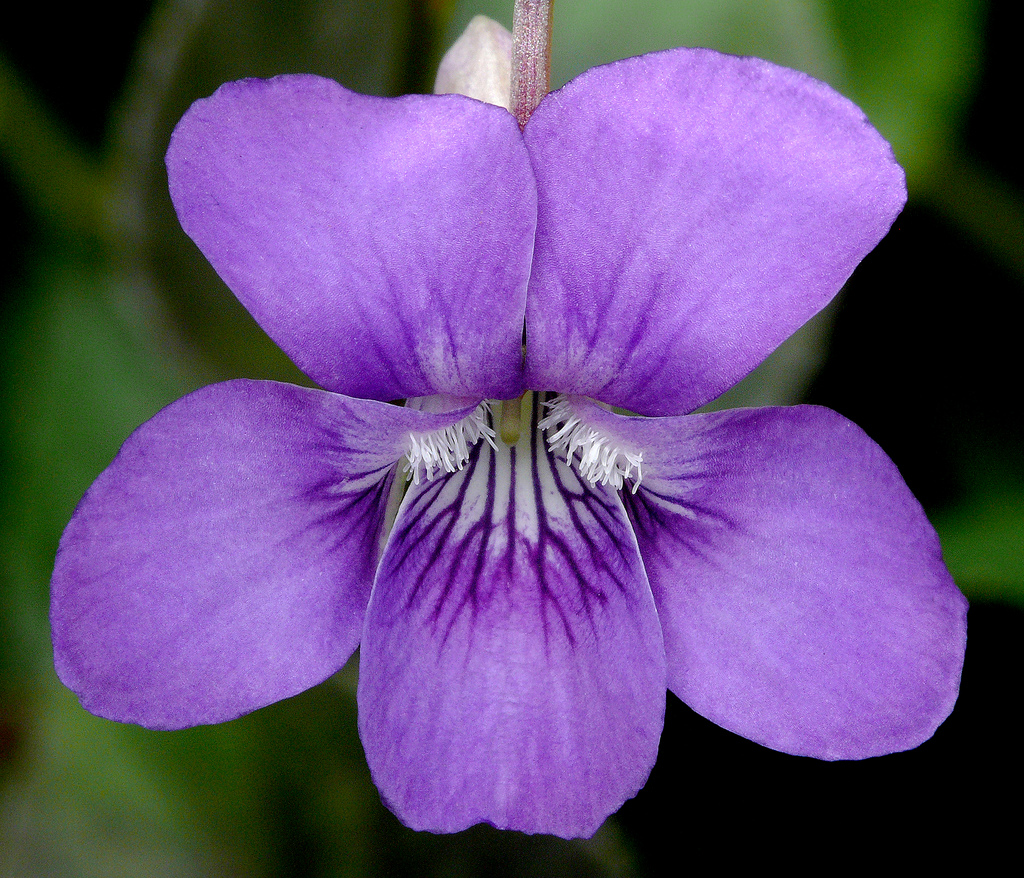 Álbum 200+ flores comestibles violetas